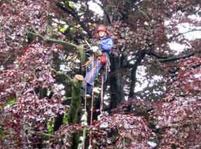 Paul Marhsall - Tree Surgeon