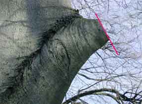 tree branch pruning