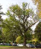 legal duties of tree owners