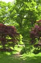 Japanese maples planted under oaks. These trees are well sited for their species. The maples are small and grow well in the shade. The landscape composition is beautiful.