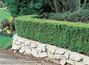 Hedge trimming and shaping